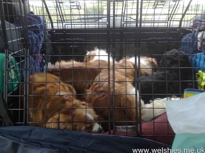 2011-09-04 01.jpg - All snug in our cage